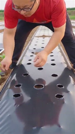 🌱🚜 Incredible Seedling Planting Technique | Smart Farming Method Every Farmer Should See! 🌾✨