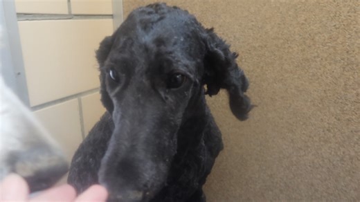 23K views · 974 reactions | Hermione is a spayed female standard poodle, approx 2 years old. She is good with children and other dogs. She was very matted so she had to be shaved down. She is Housebroken She is shy but very sweet, and never had much one on one human attention but now that she is getting it she is really is liking it. for adoption at the TLC animal shelter in homer Glen IL | Tender Loving Care Animal Shelter | Facebook