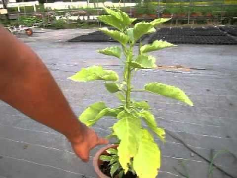 エンジェルストランペットの夏以降の管理