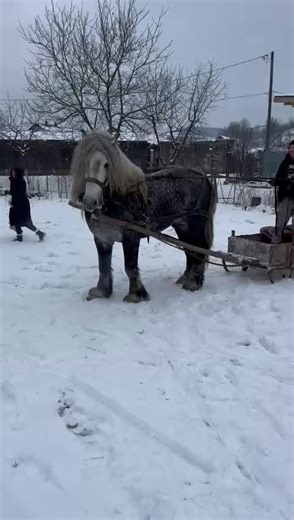 Videoclipuri postate de Cristi Petroaie (@cristipetroaie) cu Vulturul - Dani Mocanu