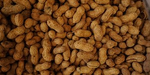 Georgia Peanut Tour returns for 37th year, showcasing SGA peanut industry