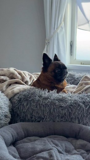 26K views · 12K reactions | Cute on the outside, scheming on the inside.  Dottie’s deep in thought …樂 #griffon #puppy #dog #dottiethedwarf #dogsofinsta #funnypets #cutedogs #dogoftheday #dogsincostumes #funnydogs #rescuedog #dogswithdisabilities #toybreed #smalldog #funnyreelsvideo #funny #puppies #Chihuahua #adopt #newzealand | Dottie the Dwarf | Facebook