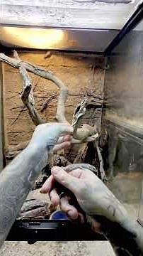 i’M POSTING TOO MANY VIDEOS? Here’s one of the Reptile Room! 😃🎉🎉 #paulstingray #reptiles