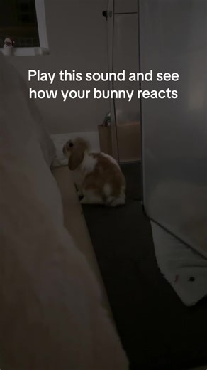 Funny Bunny Reactions to Popular Sound
