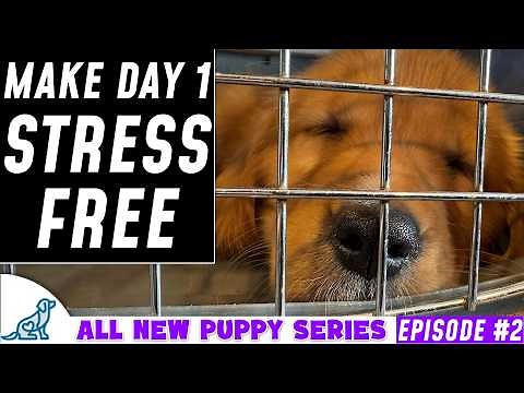 First Day / Night Home Puppy Training Plan (New Puppy Series)