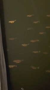 The Majesty of a Sea Robin Flying V. While everyone’s busy celebrating the striped bass migration, flocks of sea robins are quietly soaring into Northeast waters. Get your Gulp ready. @the_wombat_chugger was on the spot to witness this natural marvel. #onthewatermagazine #searobin #migration | On The Water Magazine