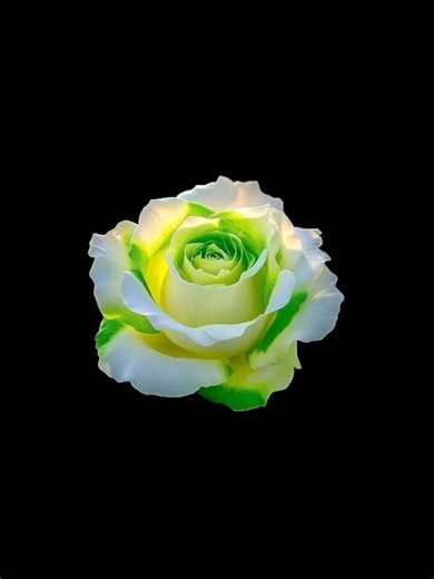 Just Give Me a Reason Explained