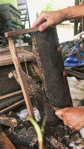 Recycling Black Beeswax From Old Bee Frames 🐝🕯️ #Shorts