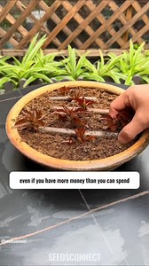 4.2K views · 1K reactions | Many flowers don’t need to be bought — even a single leaf can successfully propagate them!  Easy, budget-friendly, and perfect for growing more plants at home. #FlowerCare #PlantPropagation #HomeGardening #GreenThumb #GardenTips | Seed Connect | Facebook