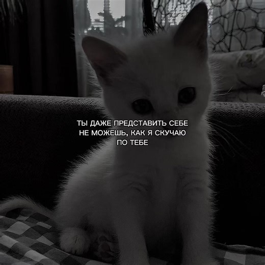 Understanding Video Text and Memes in Social Media