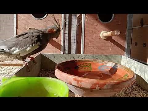 Many Cockatiels Taking Bath Together 💦🐦 | Relaxing Bird Video #cockatiel #birdbath #minivlog