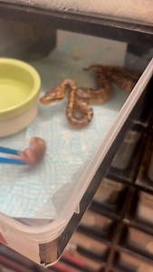 100K views · 1.1K reactions | Our Bby female Tornado taking her first meal before she’s even shed 朗朗 | D & Jo's Ball Pythons | Facebook