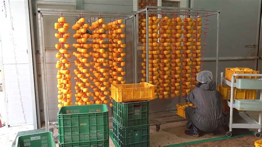 The Art of Crafting Traditional Dried Persimmons at Scale