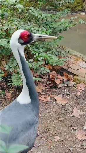 Central Park Zoo - New York