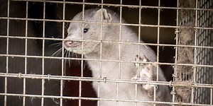 Denmark to Cull 17 Million Mink After Coronavirus Mutation Found
