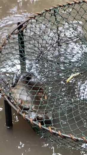 Exploring the Mangrove Forest: Mud Crab Fishing in Australia