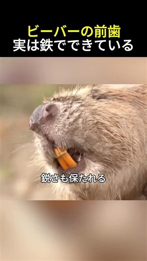 ビーバーの前歯実は鉄でできている