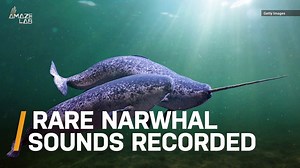 Rare Audio of Narwhal Buzzes, Clicks and Whistles Captured