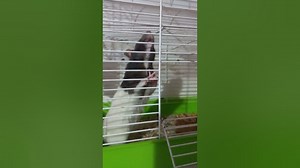 What Are Rats Afraid Of?