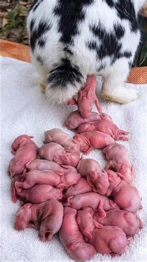 The First 30 Days of a Baby Rabbit | Day 1 to Day 30 Transformation #cute #animals