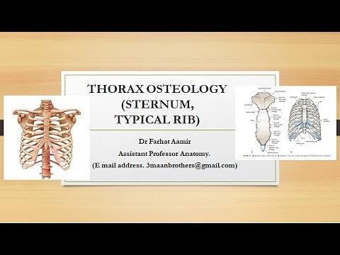 Sternum Anatomy