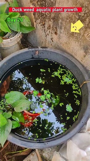 Duck weed aquatic plant growth time stages #shortsfeed #guppyfish #plantshorts