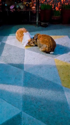 Cutest Baby Rabbit Ever 🐰💖 | So Adorable! #shorts #viral #youtubeshorts #trending #rabbit #funny