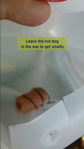 How to make a DIY CHEAP crayfish trap from a milk bottle or jug