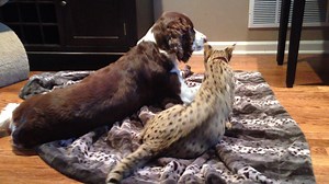 1.2K views · 100 reactions | F1 Savannah Cat watching over F2 kittens. This is Spicy with Meitte, Jeanette and Brittney. | F1Hybrids Savannah Cats | Facebook