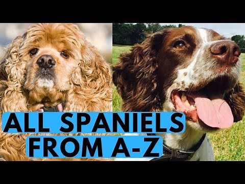 All Spaniel Dog Breeds List (from A to Z)