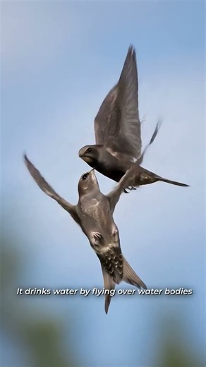 It is an aerial bird famous for spending up to ten months continuously in flight