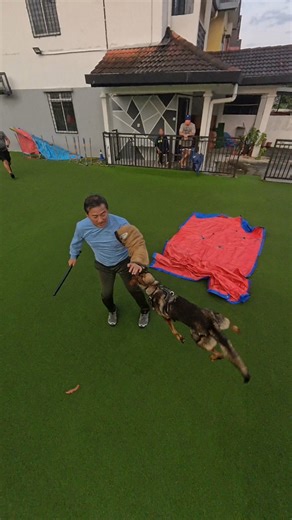 This exercise isn't all the bite itself. It’s about how she (dog) handls pressure. Under controlled pressure from the decoy, the dog learns to come forward into it, stay engaged, and fight the man without emotional reaction. This creates calm confidence, commitment, and real dominance under stress. | Real K-9