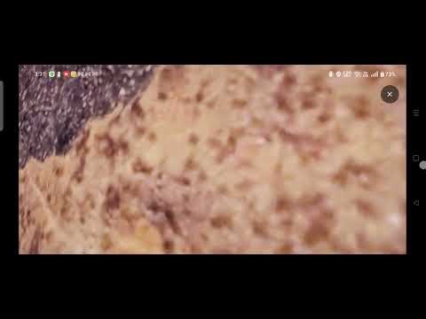 Scooby hongo real en Google maps pensión Kentucky Kentucky Kentucky Kentucky Kentucky