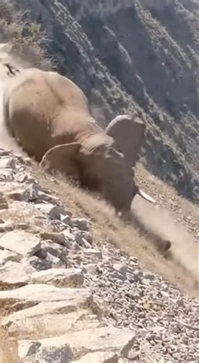 Elephant suddenly falls from mountain #falling #shorts #elephant