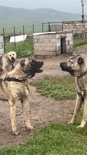 Giant Kangal Greeting Another Guardian Dog | Power Meets Respect #guardiandog #kangal #guardiandog