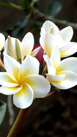 Frangipani & Plumeria Propagation: Easy Cuttings Guide