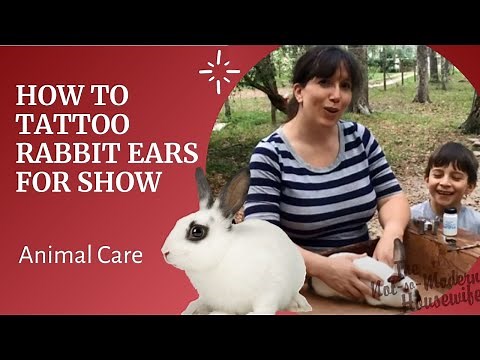 How to Tattoo Rabbit Ears for Show