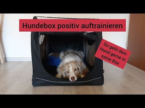 Hundetraining: Hundebox positiv trainieren | So geht dein Hund gerne in seine Box