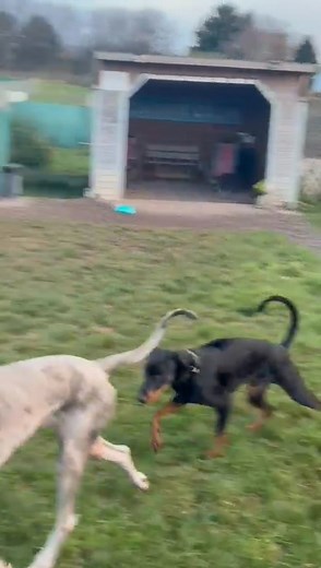 ✨🐾 KOJAK (formerly Merrick) – FULL UPDATE 🐾✨ We all remember little Merrick… now known as Kojak 💙 His new family have sent us the most heart-warming updates, and we couldn’t be happier for him. When he first arrived, he was everywhere — hyperactive, couldn’t settle, couldn’t rest, couldn’t sleep properly and wouldn’t take his eyes off his new humans. After living in a crate 24/7 before coming into rescue, it’s no wonder he didn’t understand what real home life felt like. But day by day, this 