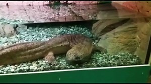 "Karlo" the Chinese giant salamander dares to step out of his cave for the first time For information: What you can see here is only 35% of the whole tank. Its 3 times bigger. The aquarium consists of 3 parts the front part so that you can sometimes see it when it comes out. The middle part to hide under the rocks. And a darkened cave in the back At the Natural History Museum in Karlsruhe (Germany) Naturkundemuseum Karlsruhe Thanks to vivaristikjunkie #oliverknott #okaqua #okisback #giantsalaman
