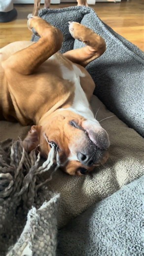 She chose the back… not because she had to Sophia 😌🐾 :Happy weekend besties🐾🩷🥰