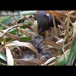 117K views · 4K reactions | The Life of Birds - Nature Documentary part84 | Bird Life | Facebook