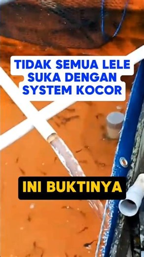 Not all catfish are SUITABLE for the KOCOR SYSTEM❗Here's the proof