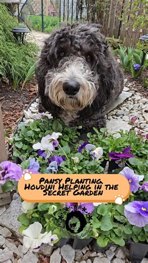 Pansy Planting. Houdini Helping in the Secret Garden #dogvideos #dogtraining #pansy #asmr #dogs
