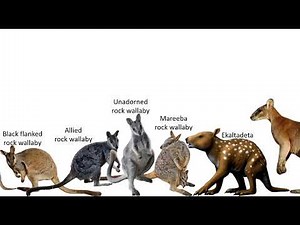 Kangaroo Size Comparison