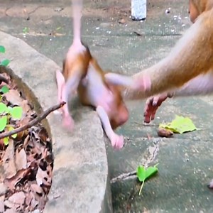 2# Baby crying after her mother r-e-jecting milk #monkeybaby | Stone Monkey