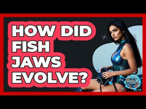 How Did Fish Jaws Evolve? - The Marine Life Explorer
