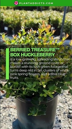 Beautiful Creeping Plants for Ground Cover & Borders | Easy Garden Ideas