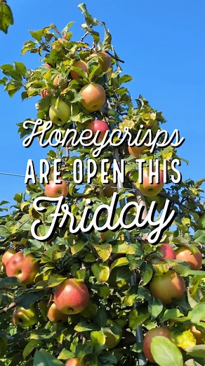 🍎 PICK-YOUR-OWN HONEYCRISP APPLES ARE OPEN THIS FRIDAY!! 🍎 🍎 Honeycrisp apples are a fan-favourite, with their sweet, subtly tangy, crisp & juicy texture. 🍎 They are well-suited for fresh and cooked preparations such as salads, slaws, charcuterie boards, etc. 🍎 Honeycrisp apples were originally developed in the 1960s at the University of Minnesota's Agricultural Experiment Station. Make sure to come by the farm starting this #Friday and #PickYourOwn bag of Honeycrisp apples! These will sure