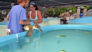 87K views · 1.4K reactions | The infamous “Bubble Butt” had major surgery yesterday and is recovering well! Here Bubble Butt, an adult male non-releasable, green sea turtle splashes into his hospital tank after post surgery treatment this evening. #bubblebutt #seaturtlelove #connectandprotect #compassioniscontagious #seaturtleambassador | The Turtle Hospital | Facebook